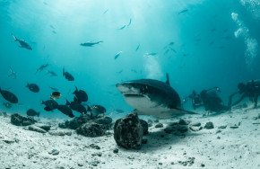 Scuba Butler